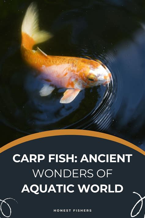 carpa fish|Carp Fish: Ancient Wonders Of Aquatic World .